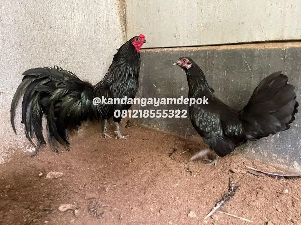 Ayam black sumatra sepasang