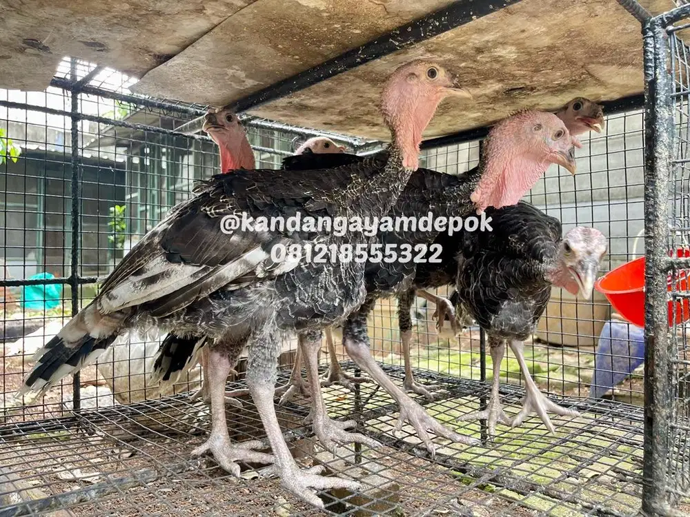 Ayam kalkun bronze 4 bulan