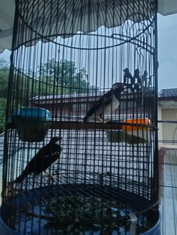 Burung jalak suren sepasang