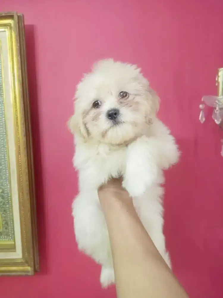 DIJUAL SHIHPOO PUPPY