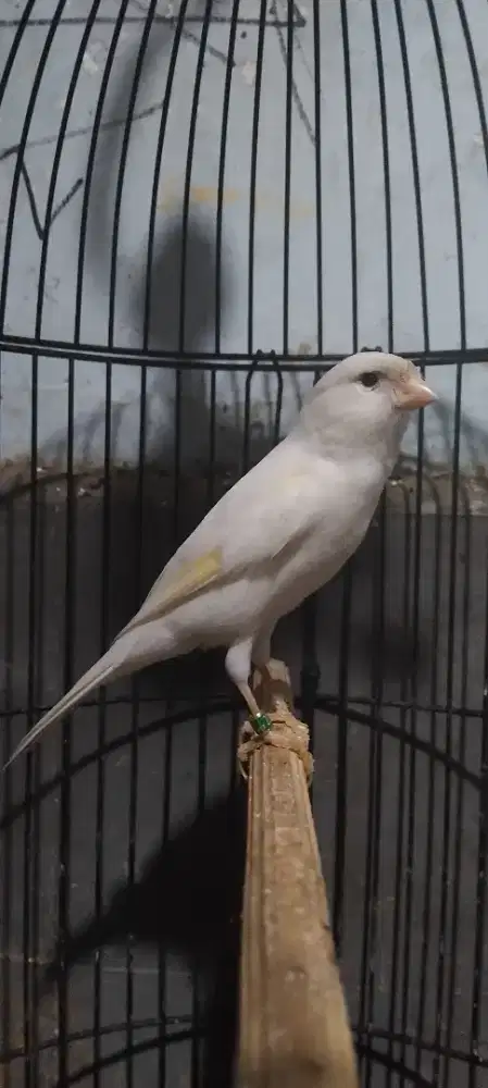 Kenari putih gacor