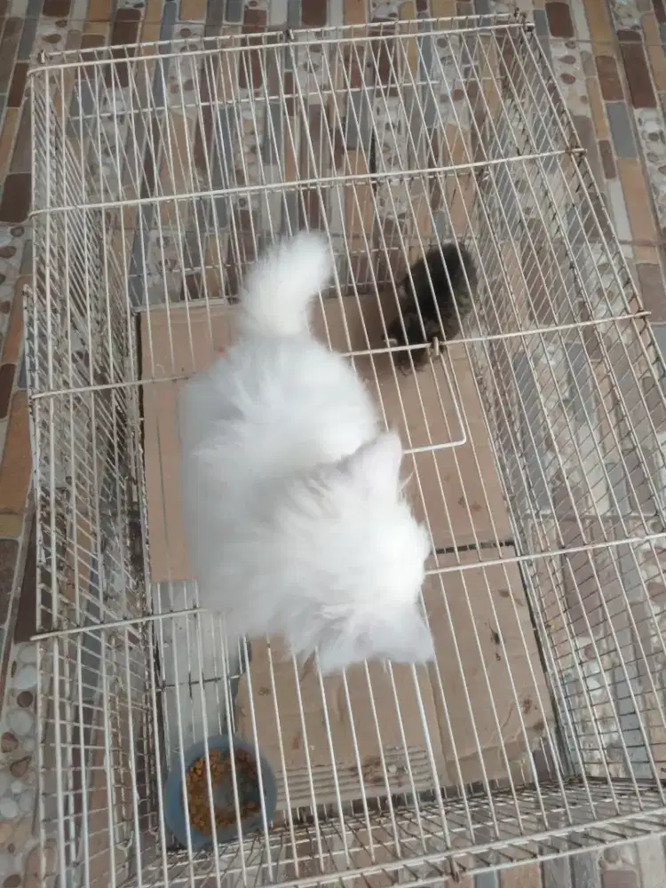 lepas adopsi kucing persia