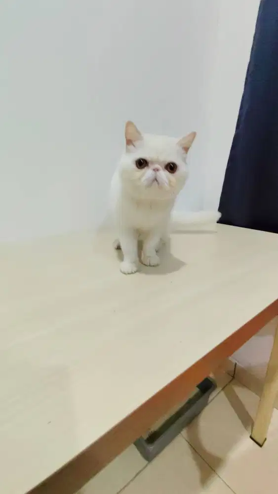Exotic pure persian 5 bulan, snowwhite jinak dan pintar