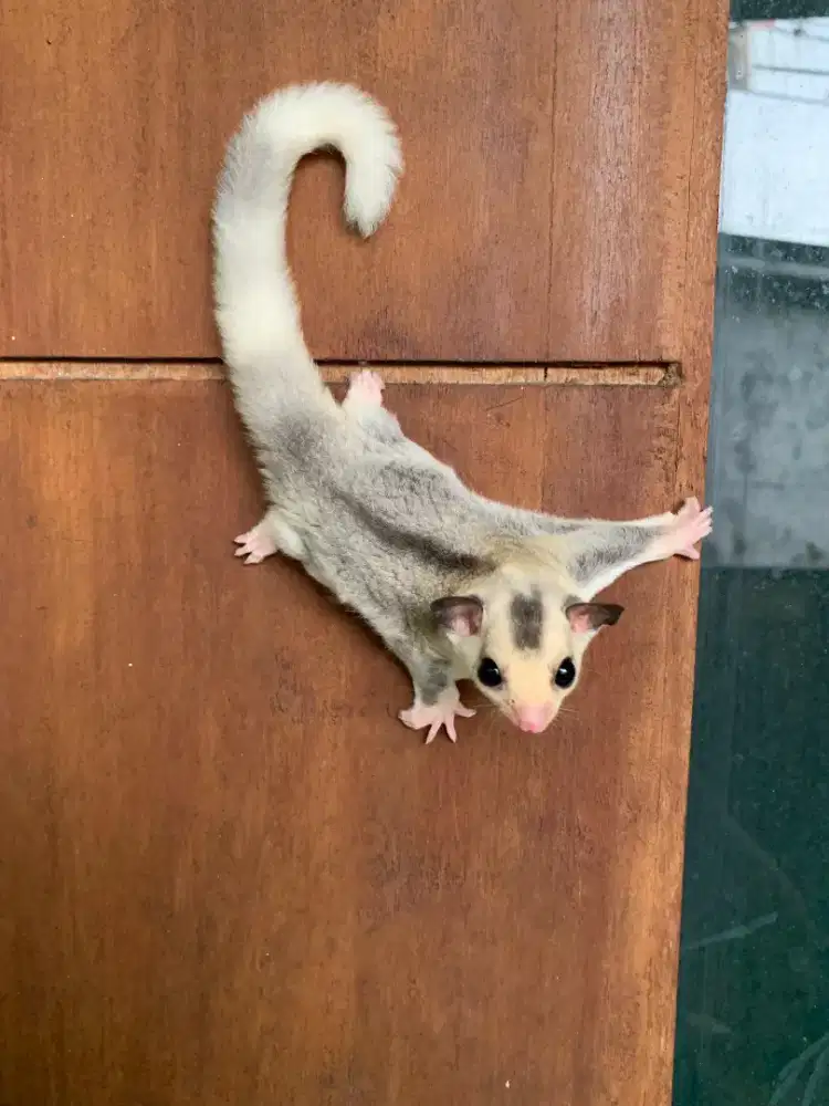 Sugar Glider Mozaik
