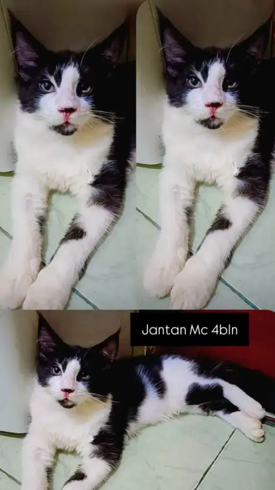 kucing mainecoon PED