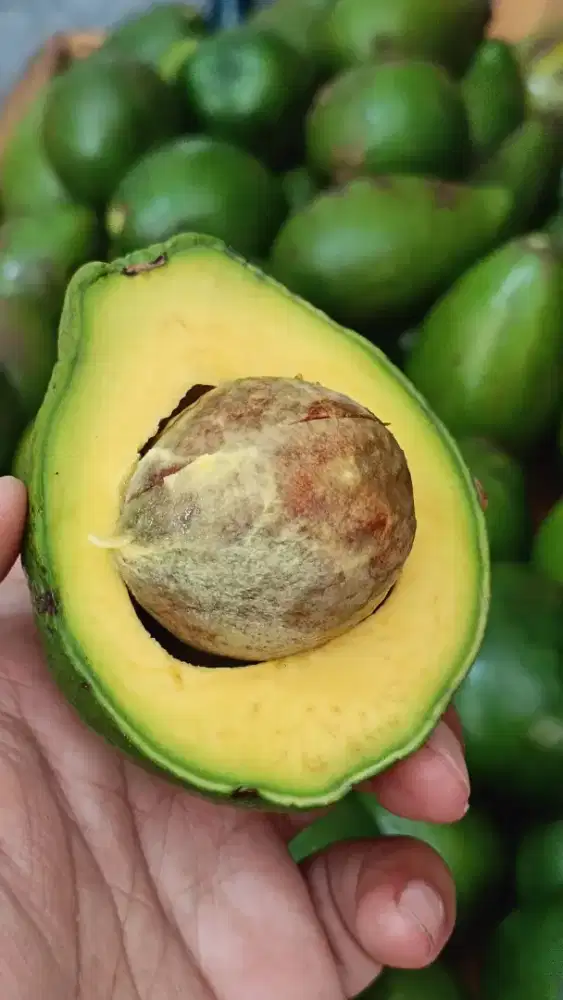 JUAL ALPUKAT MENTEGA JUMBO