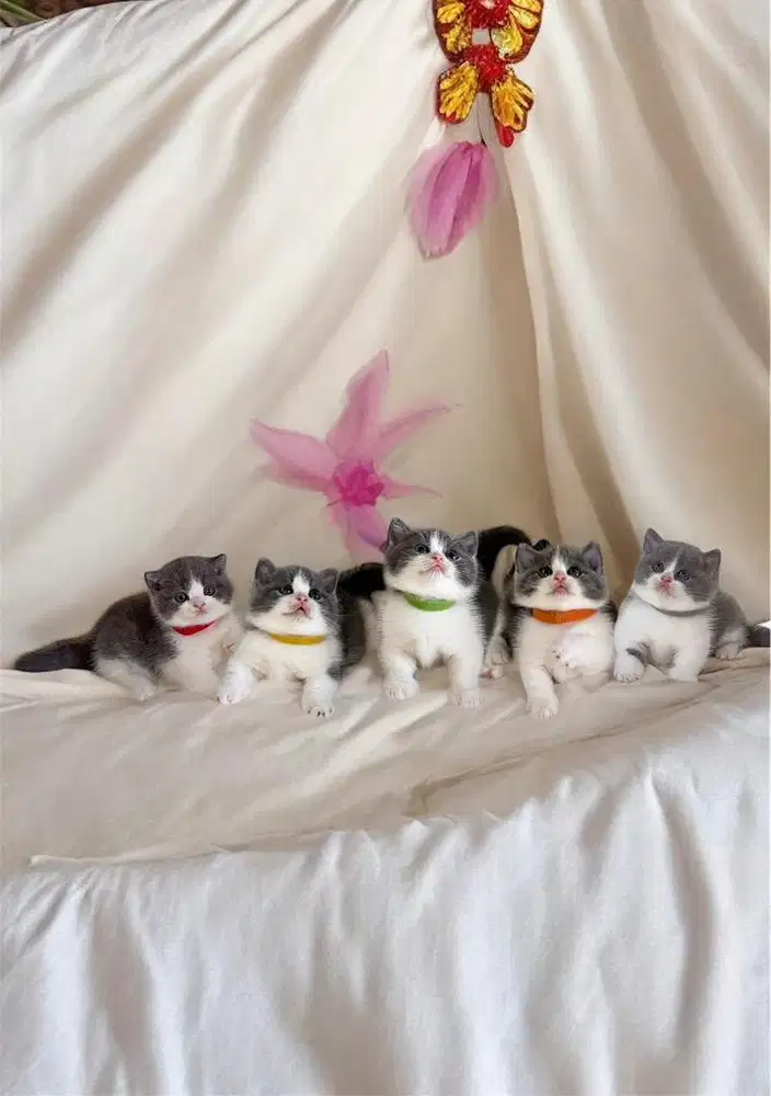 BSH British Shorthair Munchkin Bico Blue Jantan & Betina