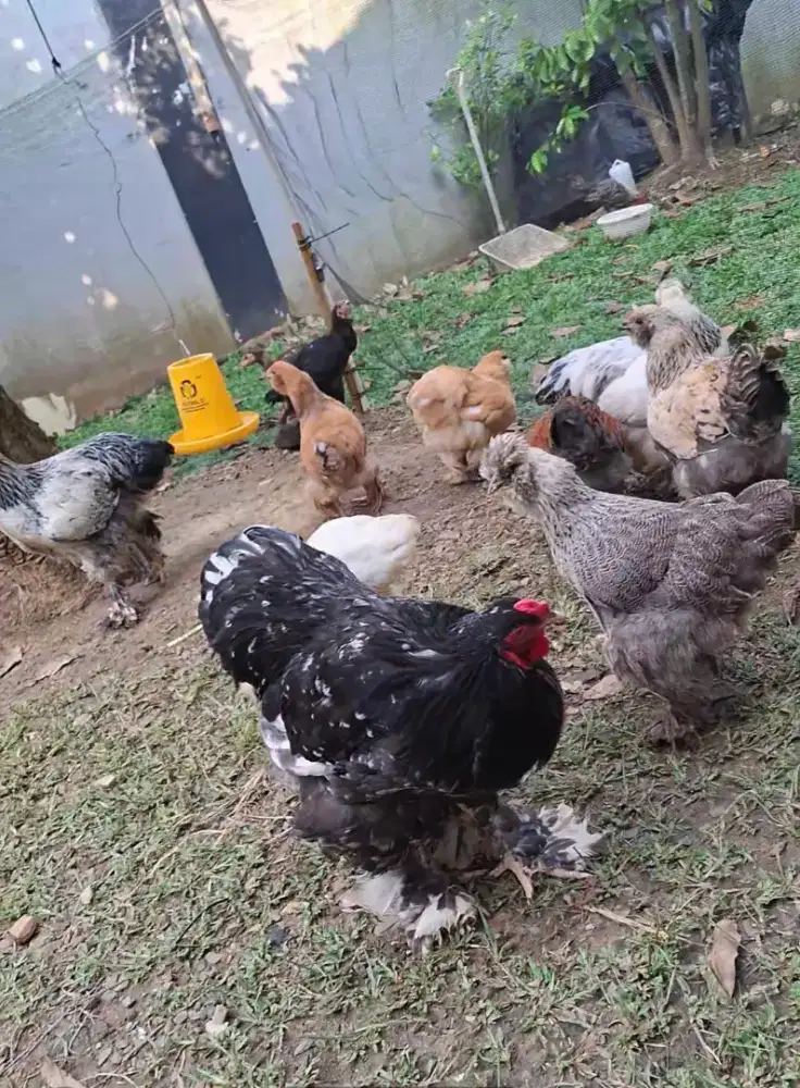 ayam brahma silkie