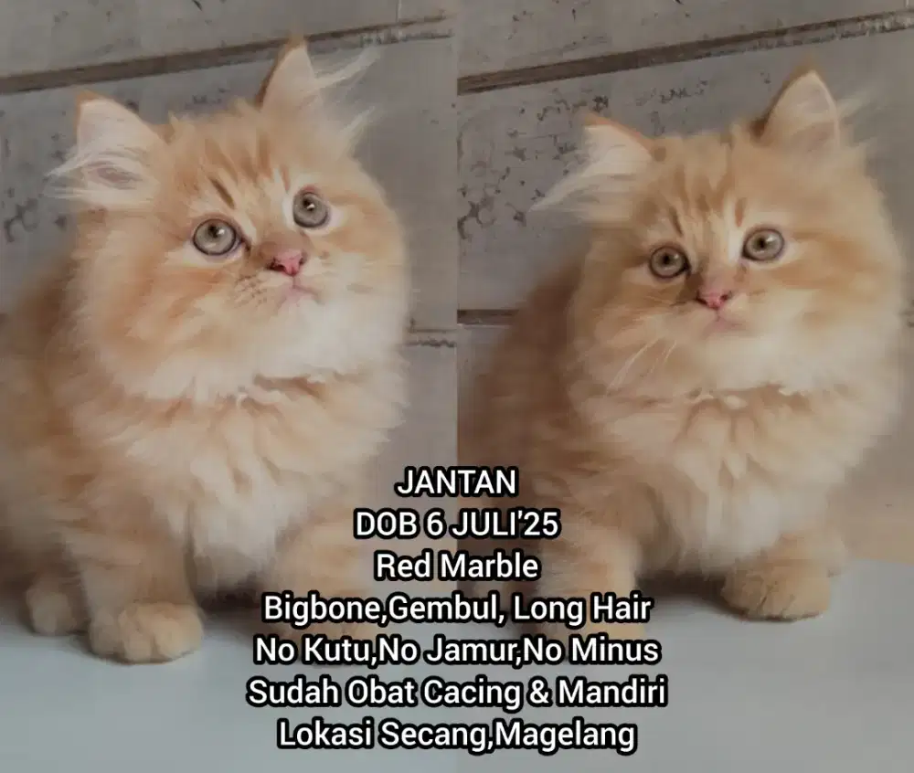 Kucing Persia Jantan Bigbone Red Marble