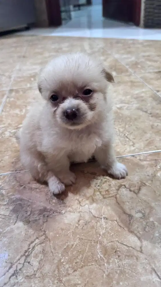 Anjing ( shitzu X minipom mix )
