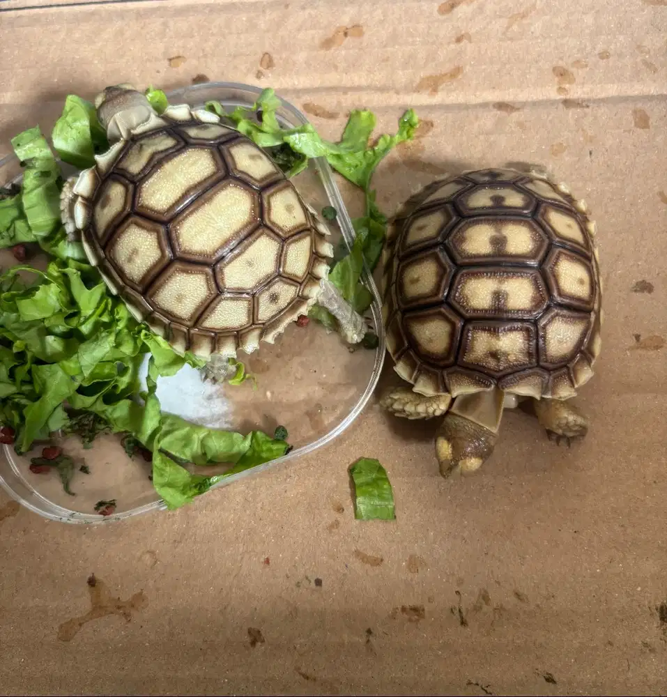 kura kura Sulcata size 6cm up sehat aktif