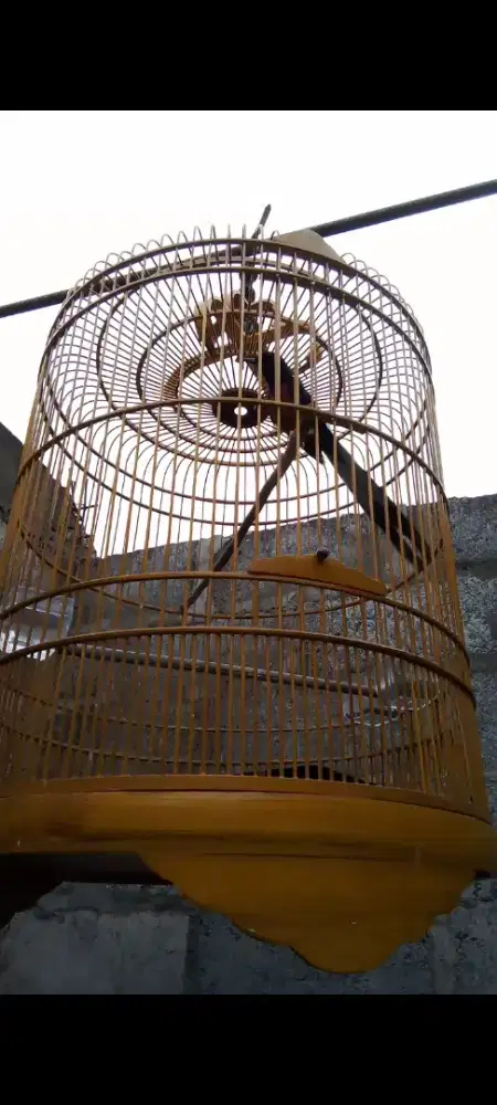 Murai batu jantan