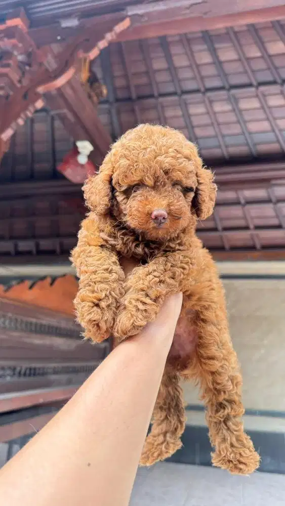 Poodle Red nose