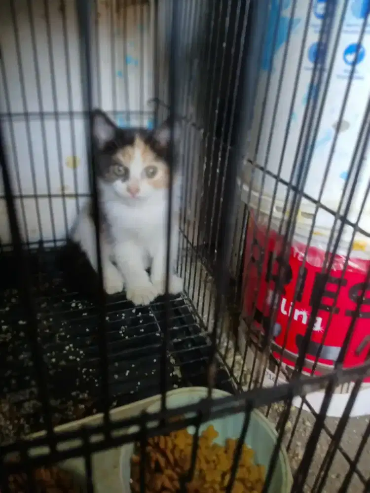 Kitten calico persia