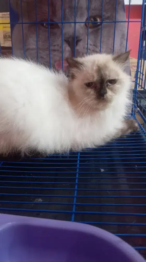 Kucing himalaya betina