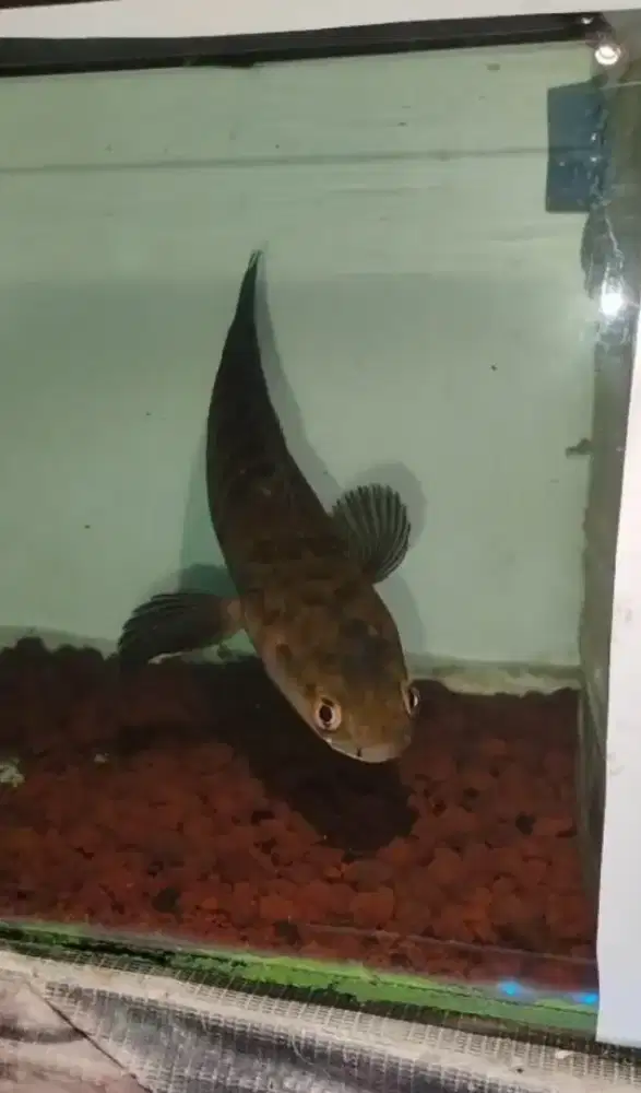 Chana Red Barito size 25cm