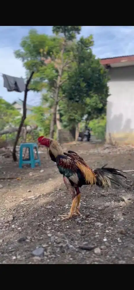 Ayam jago bangkok