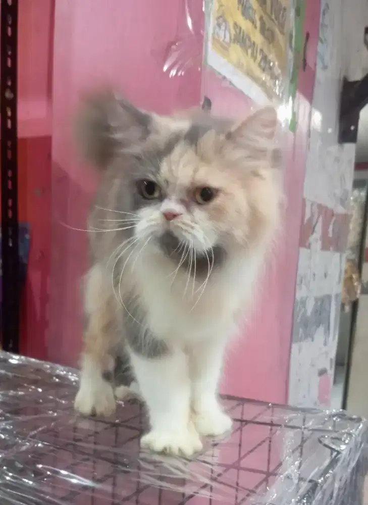 Kucing persia flatnose