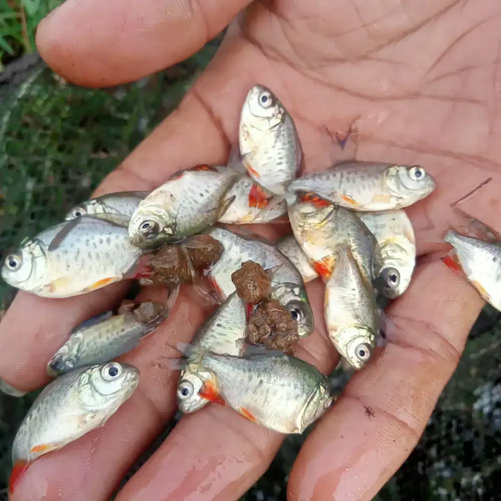 Bibit Ikan Bawal 1 Ins Telunjuk Tangan min 5000 ekor