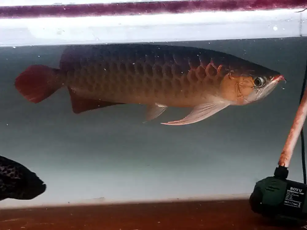 Arwana super red jumbo mummer