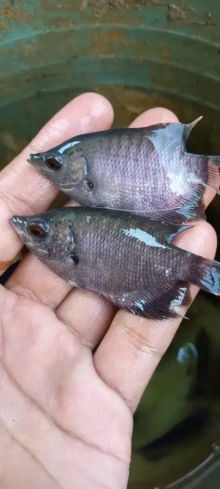 Bibit Gurame Soang Ukuran Nyilet
