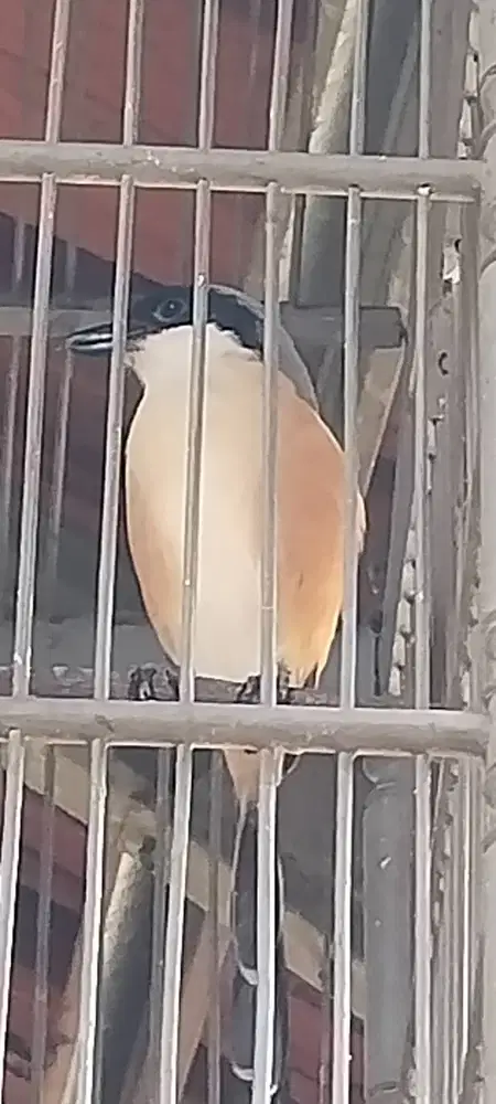Pentet Jatim Gacor