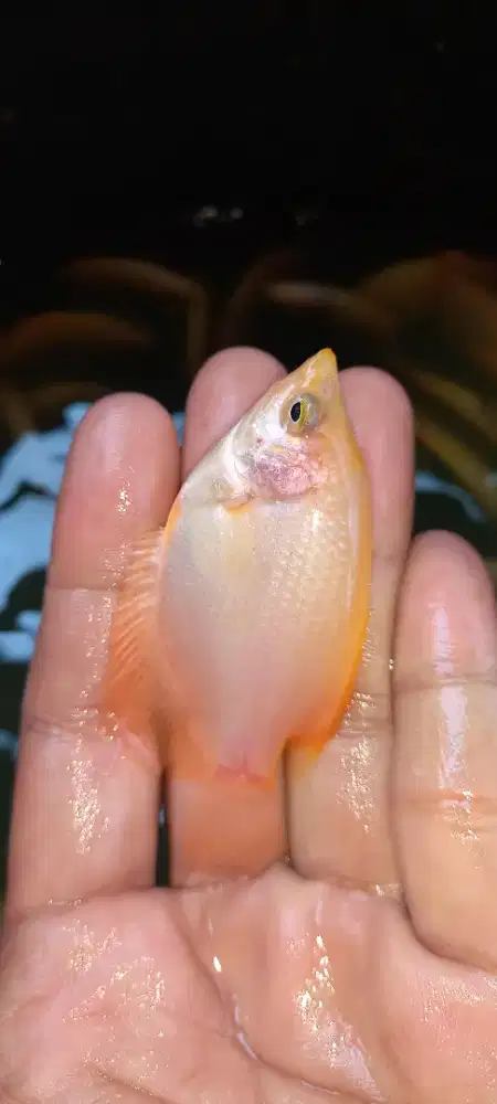 Bibit Ikan Gurame Padang Ukuran Silet