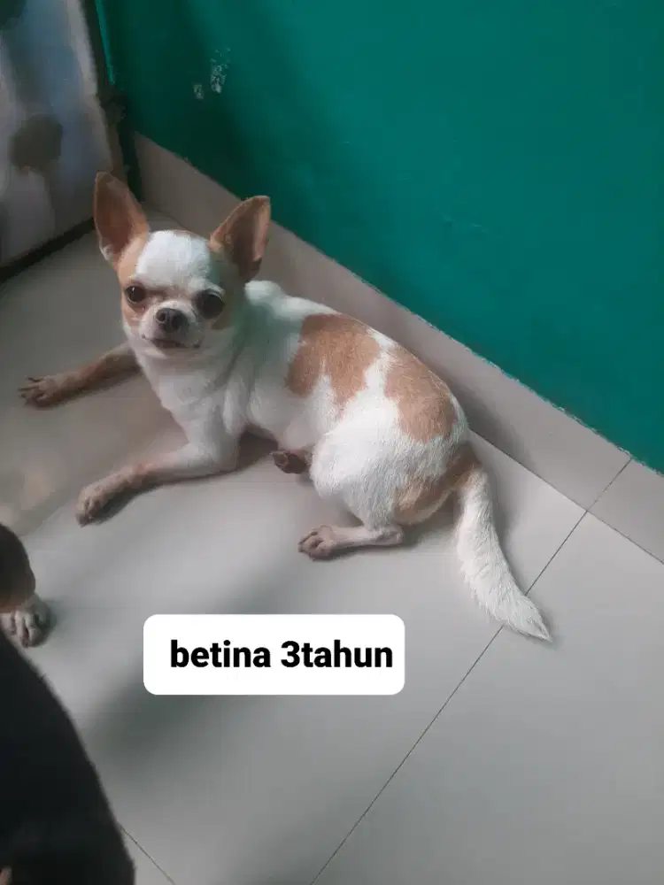 Chihuahua Betina Dewasa