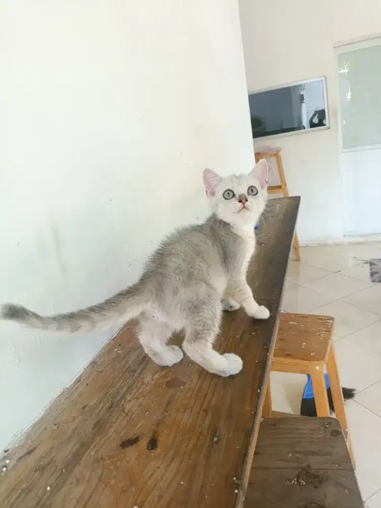 Kitten British Shorthair