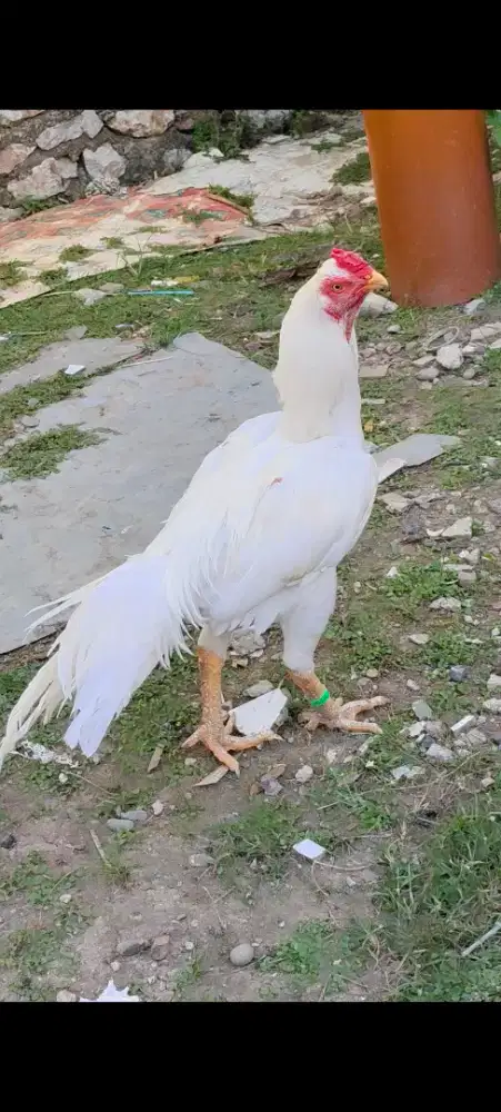 Pacek aseel parrot