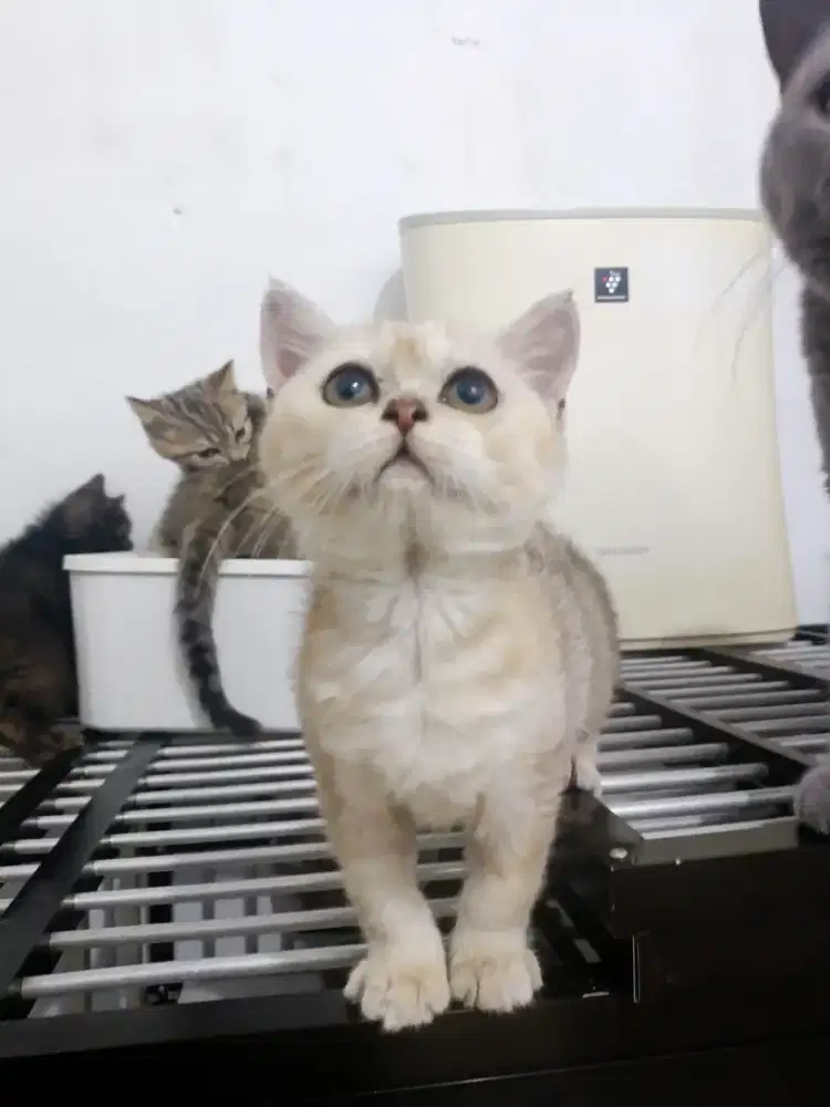 Anak kucing bsh