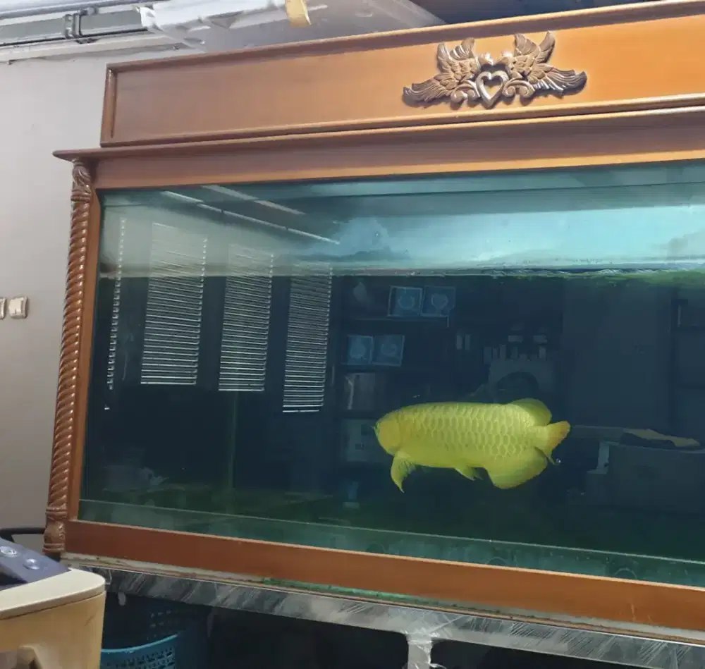 ikan arwana albino  dan gold