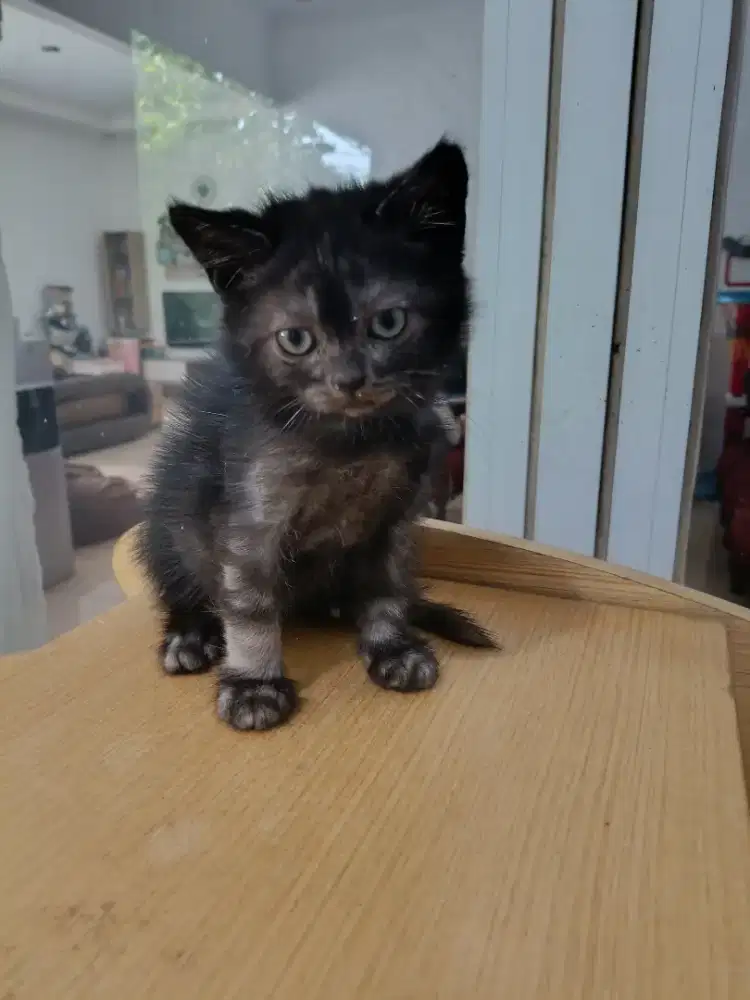 Anak kucing bsh