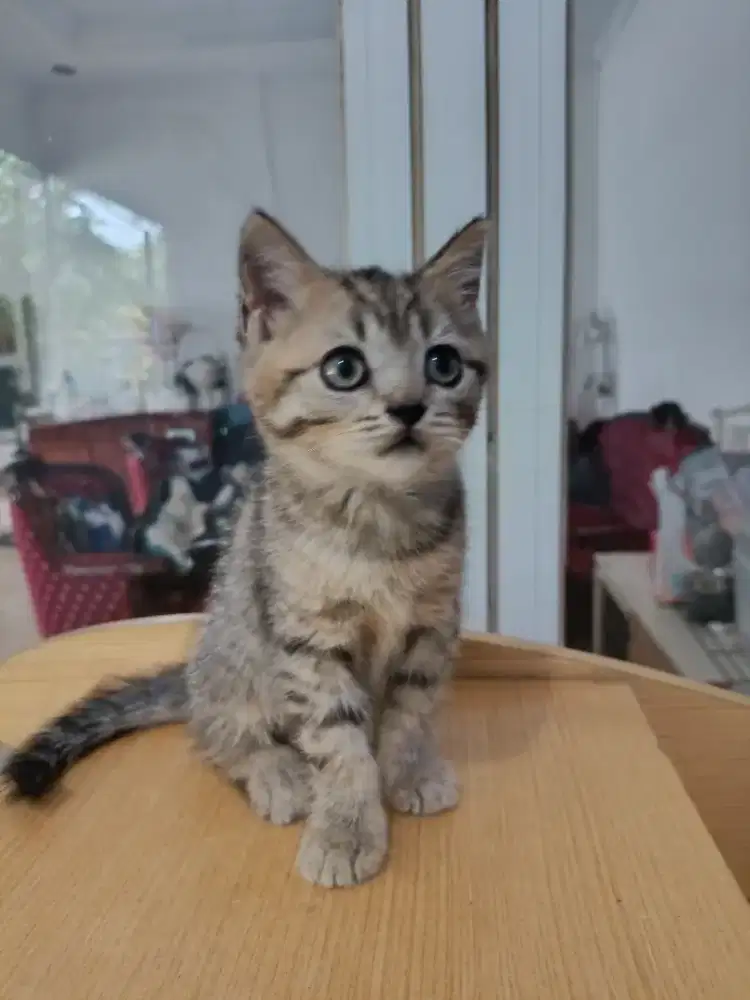 Kitten British Shorthair