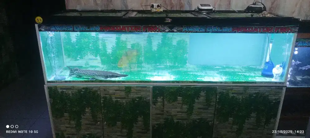 Aquarium Ikan Hias