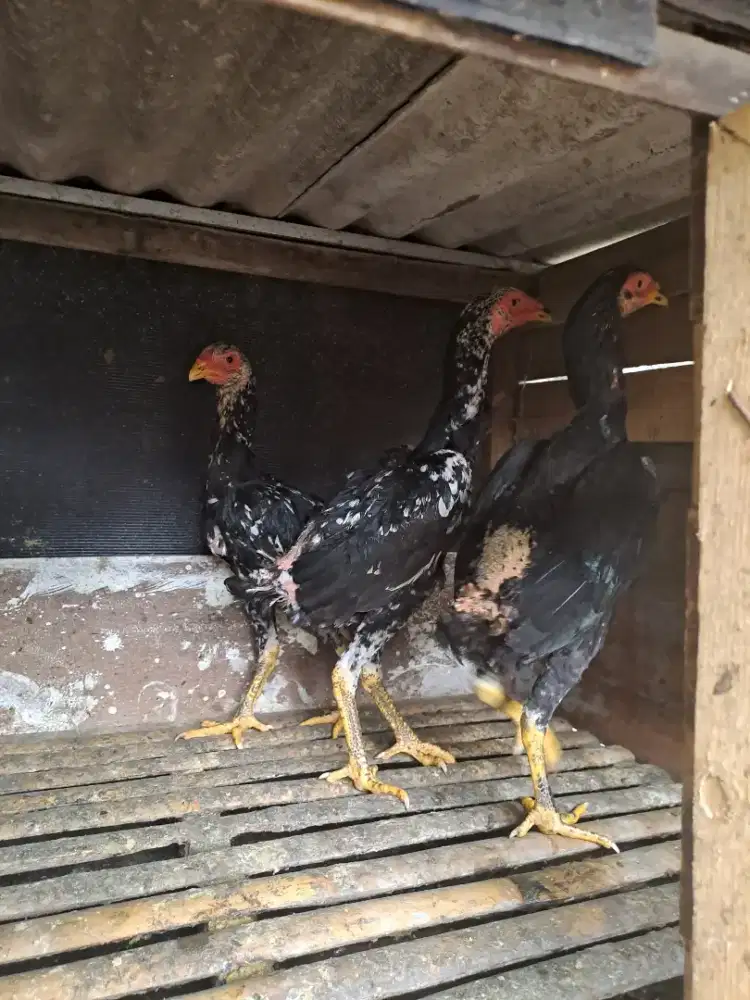 Ayam bangkok betina