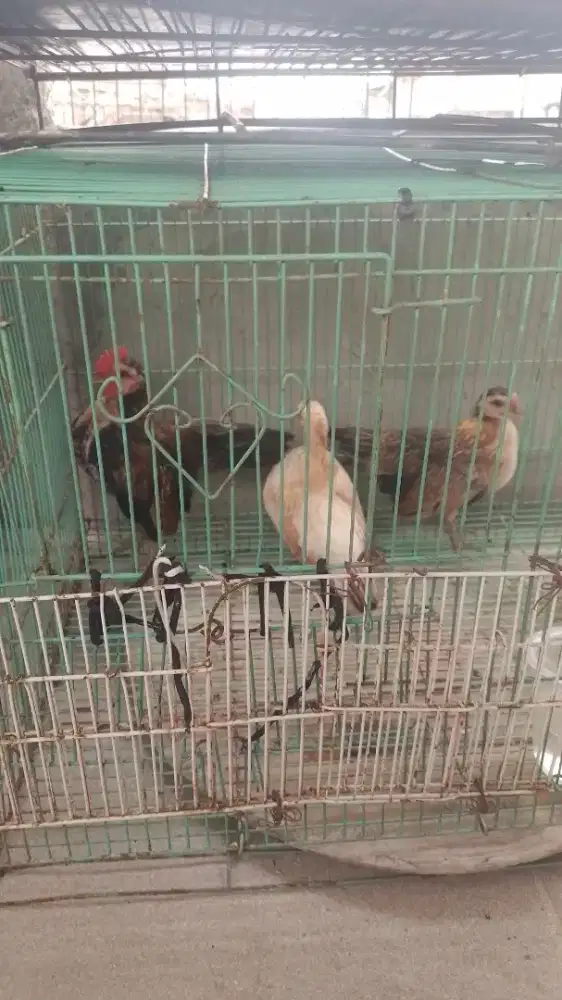 Yo boskuu serama nya , (borongan aj )