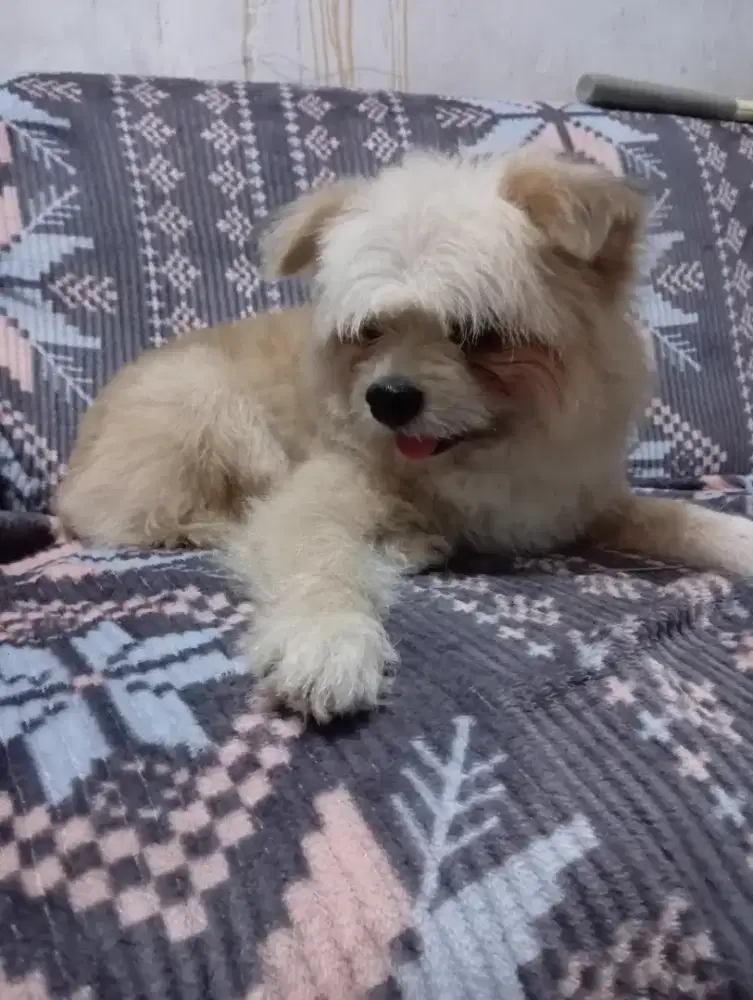 Mix pom pomeranian
