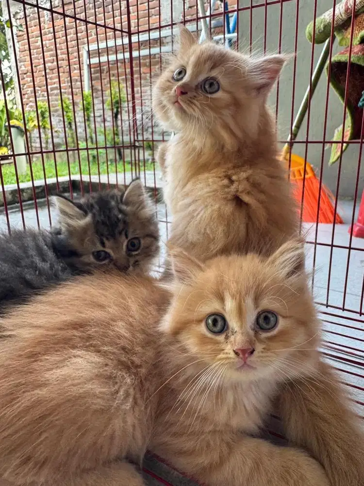 Kucing persian flatnose jantan dan betina Ganti pakan