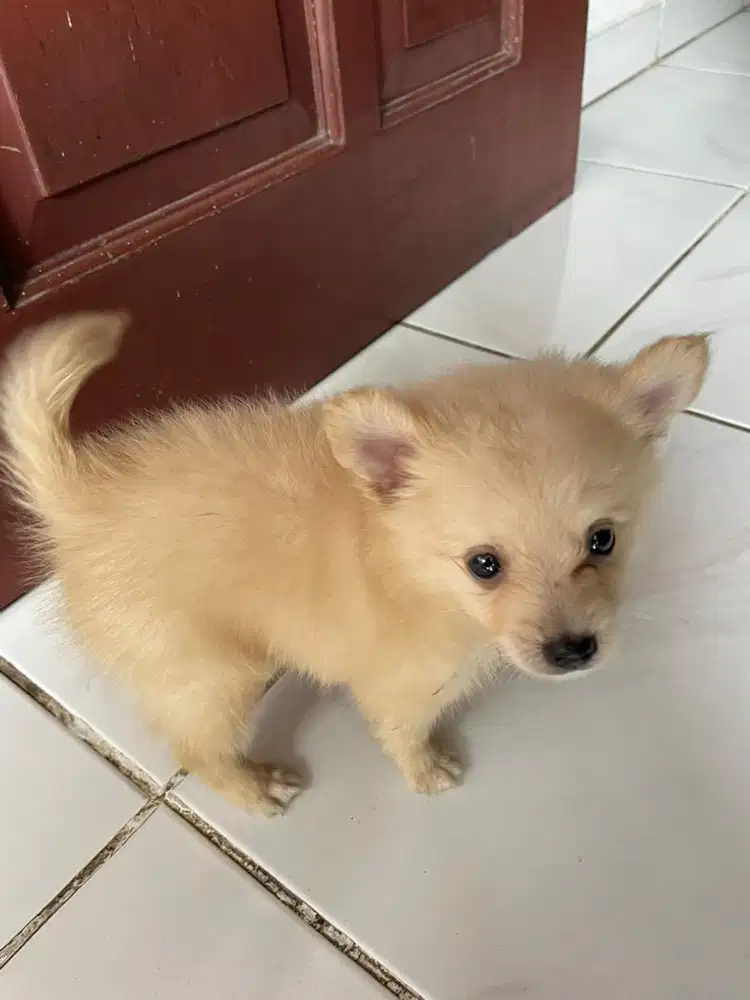 Anjing Pomeranian