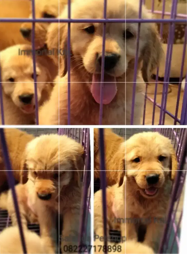 Golden Retriever Bigbone