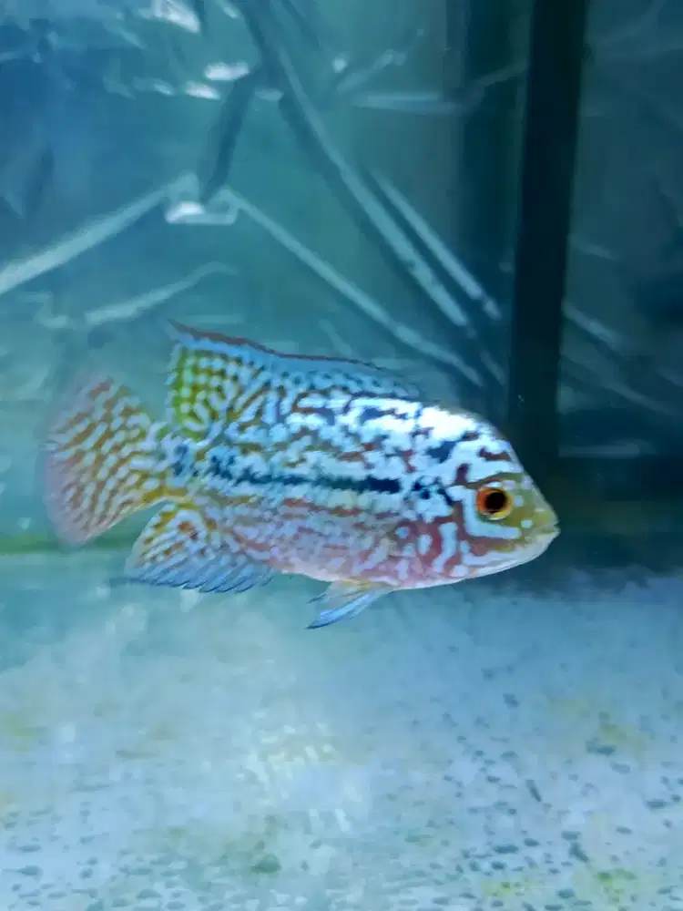 Ikan louhan kamfa