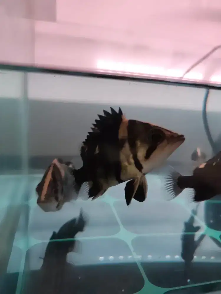 Ikan Datz tiger murmer