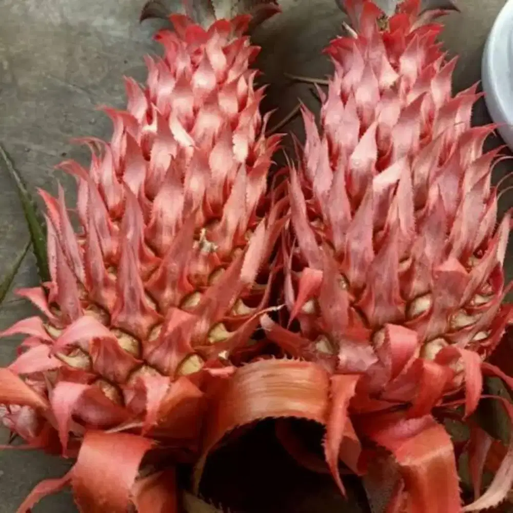 Jual nanas muda segar