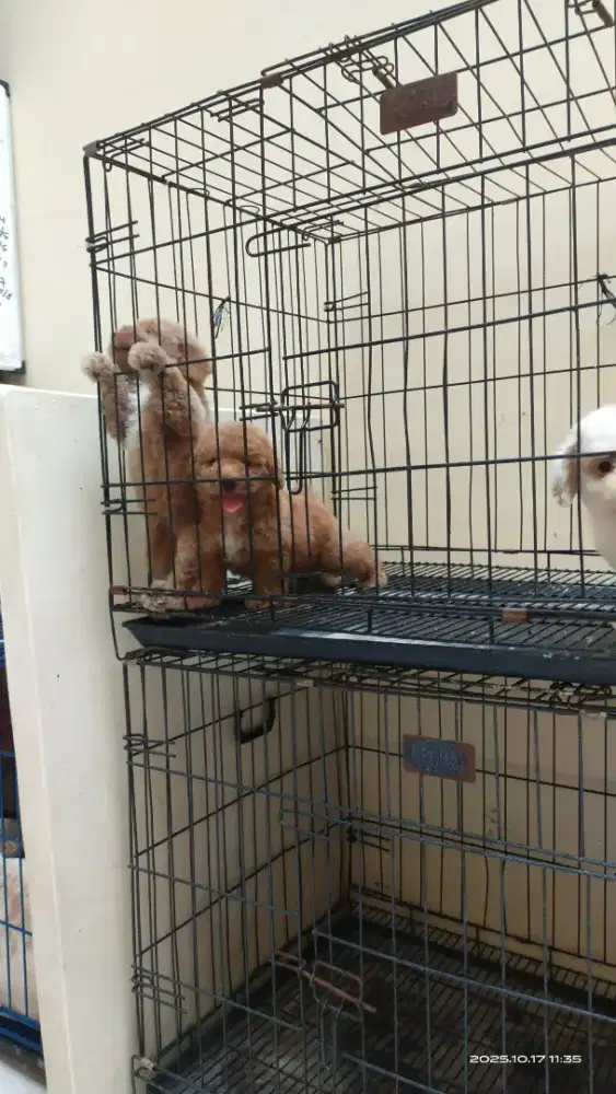 Poodle Red Stambum Jantan