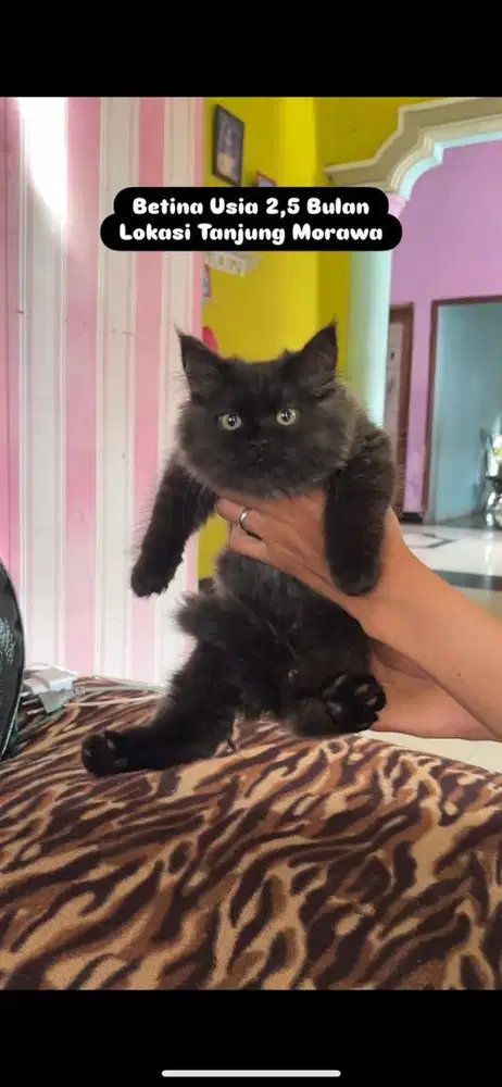 persia betina 3 bulan