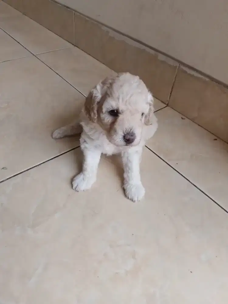 Poodle  betina  party fawn