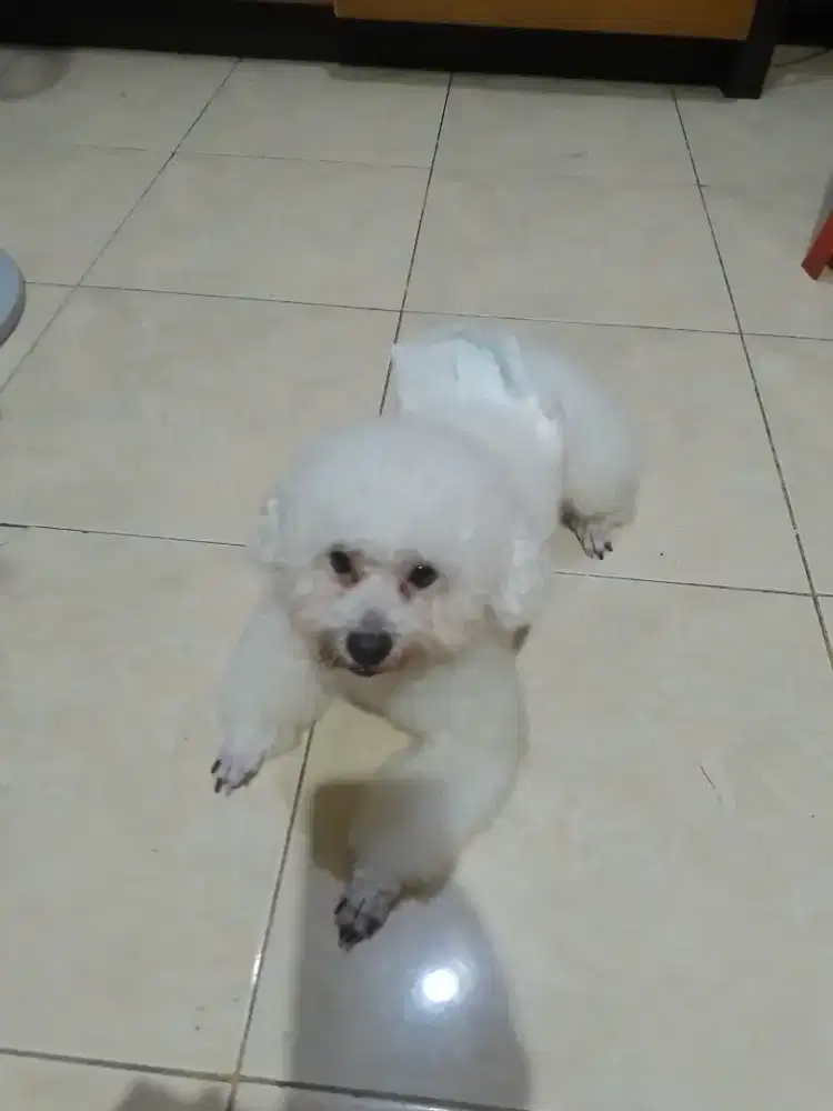pacak poodle non stbm