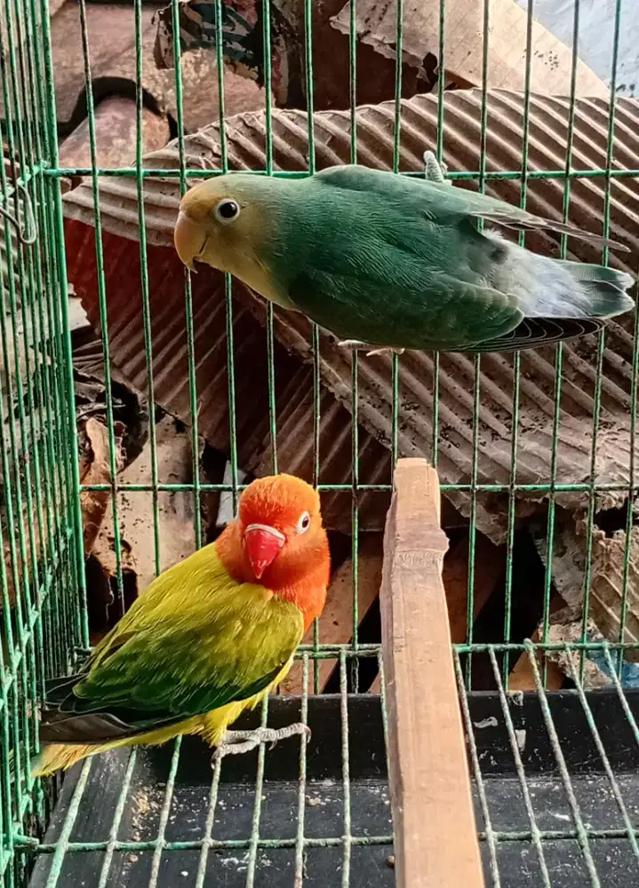 Paud lovebird  biola ama nonklep