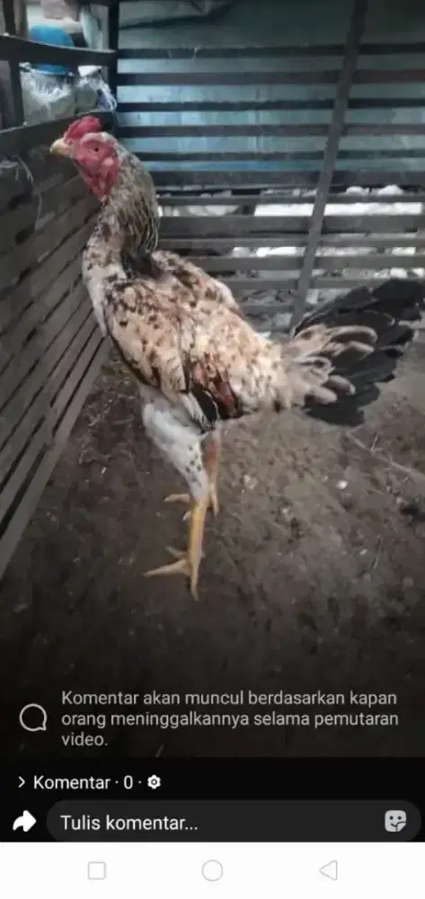 Ayam bulbi lancur
